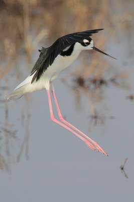 Black-necked Stilt