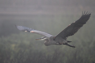 Great Blue Heron