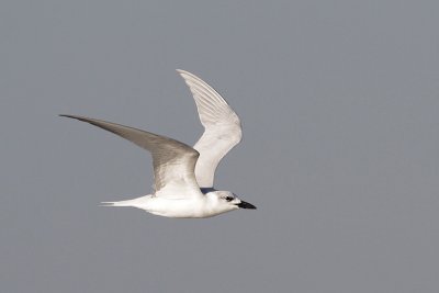 Gull-billed Tern