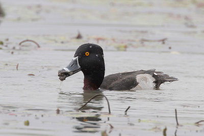 Ring-necked Duck