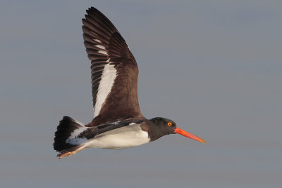 American Oystercatcher