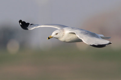 Ring-billed Gull