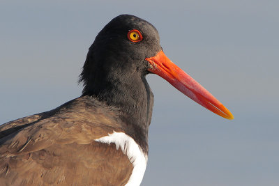 American Oystercatcher