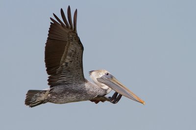 Brown Pelican