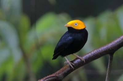 Golden-headed Manakin