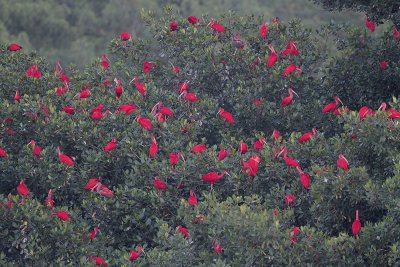 Scarlet Ibis