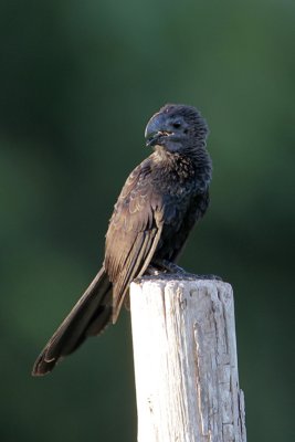 Smooth-billed Ani