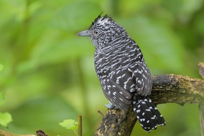 Barred Antshrike