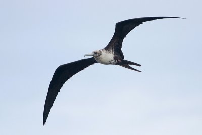 Magnificent Frigatebird