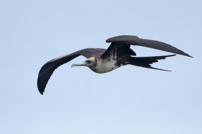 Magnificent Frigatebird