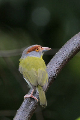 Rufous-browed Peppershrike