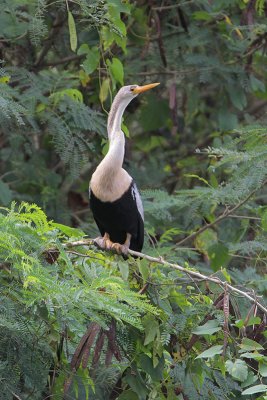 Anhinga