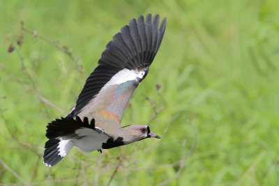 Southern Lapwing