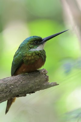 Rufous-tailed Jacamar