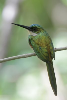 Rufous-tailed Jacamar