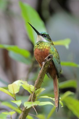 Rufous-tailed Jacamar