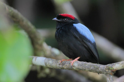 Blue-backed Manakin