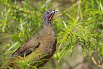 Rufous-vented Chachalaca