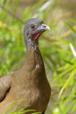 Rufous-vented Chachalaca