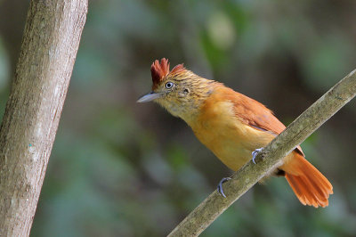 Barred Antshrike