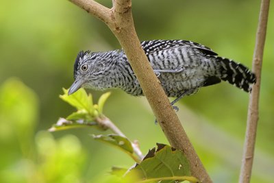 Barred Antshrike