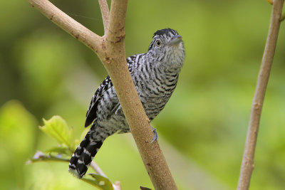 Barred Antshrike