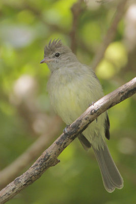 Yellow-bellied Elaenia