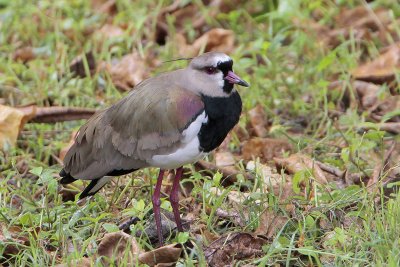 Southern Lapwing