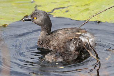 Least Grebe with Chick