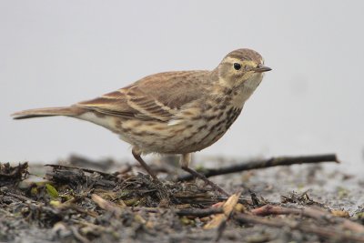 American Pipit
