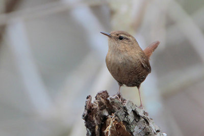 Winter Wren