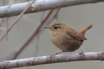 Winter Wren