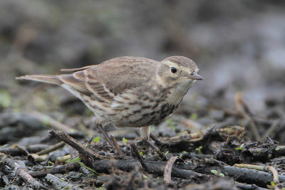 American Pipit