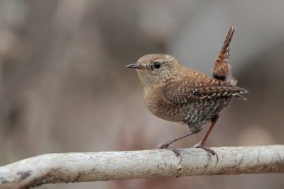 Winter Wren