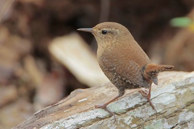 Winter Wren