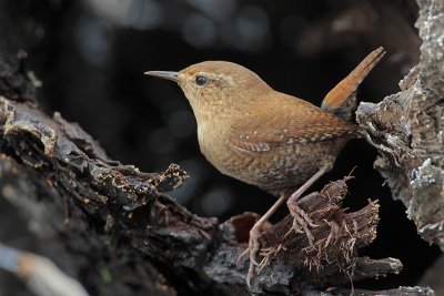 Winter Wren