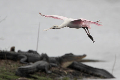 Roseate Spoonbill
