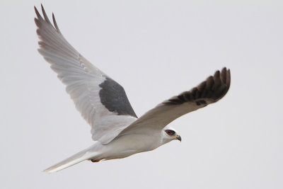 White-tailed Kite