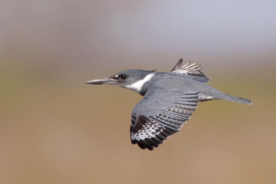 Belted Kingfisher