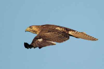 Red-tailed Hawk