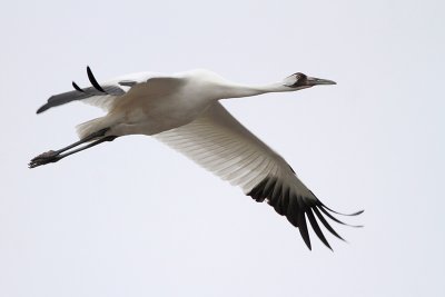 Whooping Crane