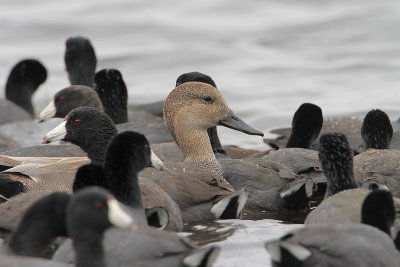 Gadwall