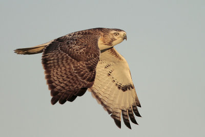 Red-tailed Hawk