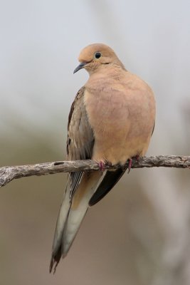 Mourning Dove