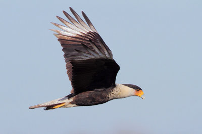 Crested Caracara