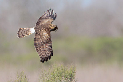 Northern Harrier