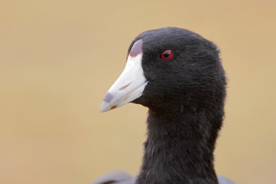 American Coot