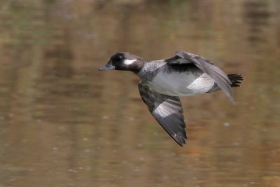 Bufflehead