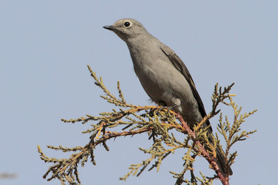 Townsend's Solitaire