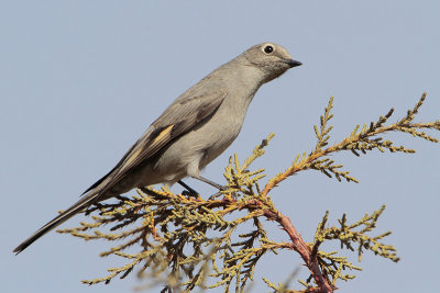 Townsend's Solitaire